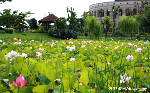亚洲大学荷花池开满莲花，景致迷人，成为花园大学的一景。