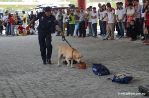 The sniffing dog in action